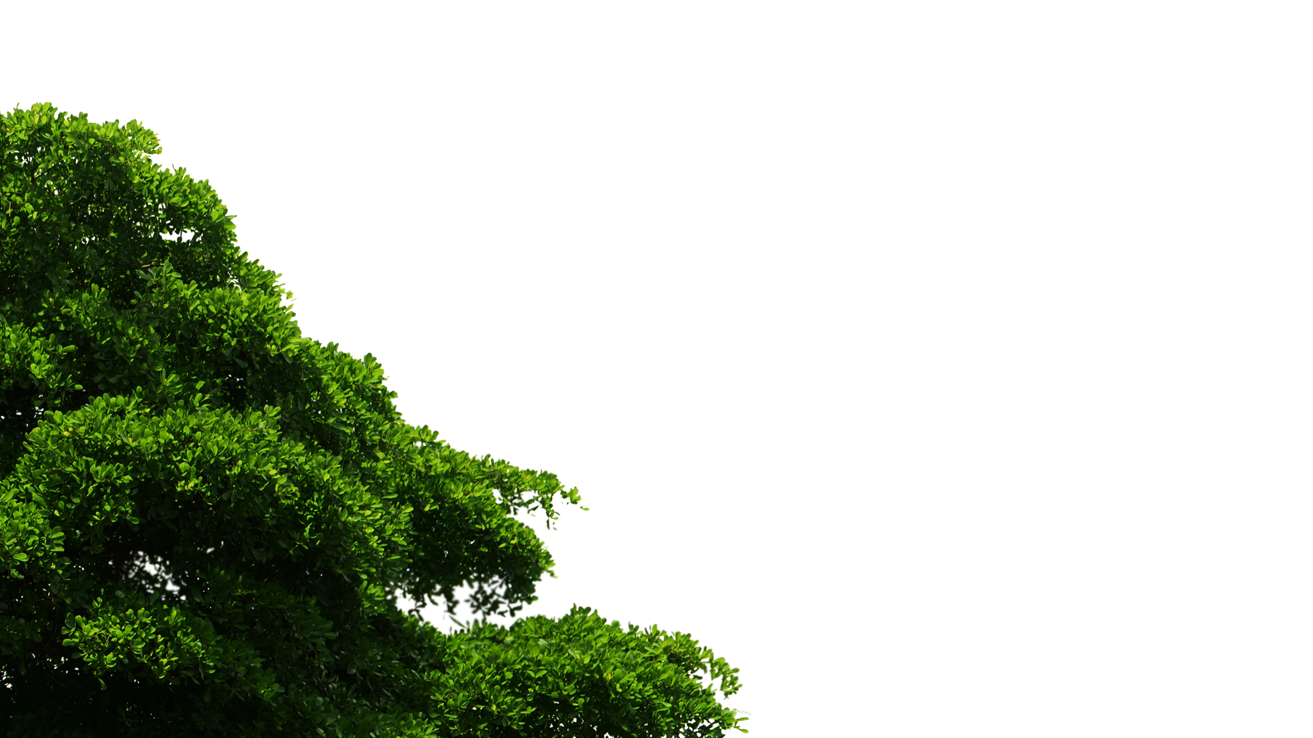 grass
