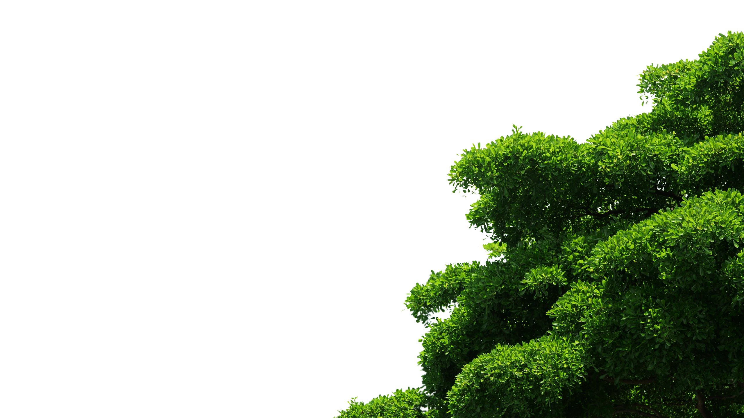 grass